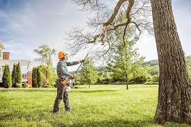 Best Tree Disease Treatment  in Dane, WI