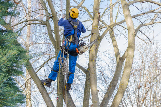 Best Tree and Shrub Care  in Dane, WI