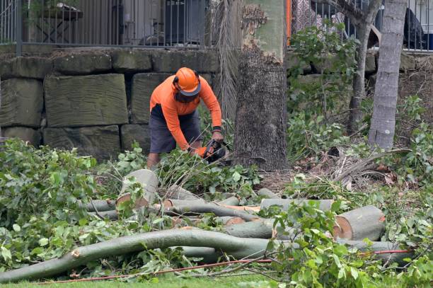 Best Tree Risk Assessment  in Dane, WI